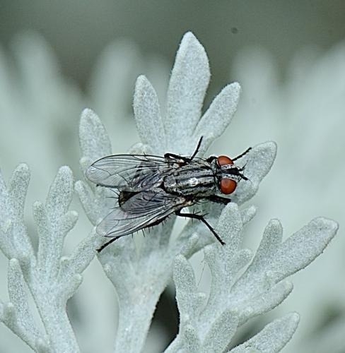 Sarcophaga sp.